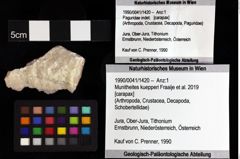 Foto (Objket + Etiketten) von Decapoda indet. 